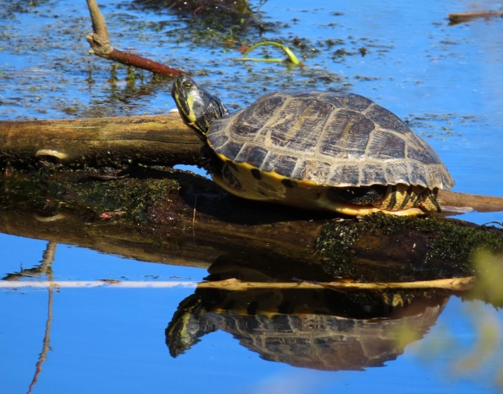 Yellowbelly Slider